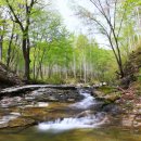 자작나무 스테이 이미지