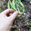 삼동담배집 이미지