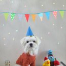 멍이냥식 이미지