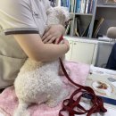 부산동물병원 제넷 이미지