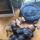 몽둥이로 맞던 개의 견생 2막 시작! (&#39;비키&#39; 입양 후기)