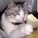 후꾸짱 이미지