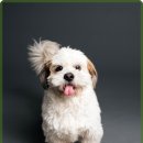 통영숲동물의료센터 | 강아지 장염 치료, 24시 온숲 동물의료센터 후기