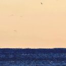 바다소풍 이미지