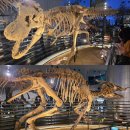 타르보사우루스-1 | ISAD2025(아시아 공룡 국제학회 2025) 후쿠이 현립 공룡박물관 Part 2