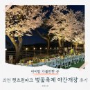 경마공원대로 | 과천 경마공원 야간 벚꽃 축제 후기! 축제는 끝났지만 지금이 딱 만개 🌸