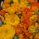 꽃차 소믈리에 취미반 이미지