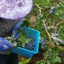 홍가네농장 이미지