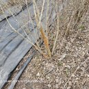 마태농장2 이미지