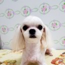 위즈펫동물병원 이미지