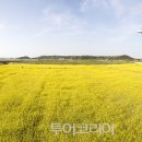인천공항 하늘정원 36,000㎡ 유채꽃밭 무료 개방 이미지