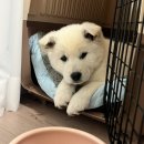 행복켄넬 | [내돈내산]행복켄넬 450 구매 후기 | 중형견 진돗개 켄넬 추천🏠