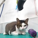 프리티펫 이미지