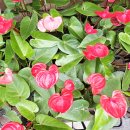 영전농장 이미지