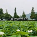 회산백련지 이미지