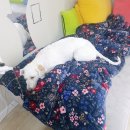 한사랑동물의료센타 동물병원 이미지