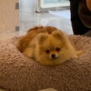 어도러블멍이 이미지