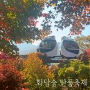 숲 | 2025 곤지암 화담숲 후기 단풍 현황