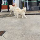 버거팡