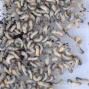 용해농장 이미지