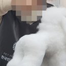 (단기)반려동물미용사(자격증) | 반려동물미용사 되기 위해 필요한 자격증 딴 후기