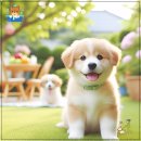 대전애견미용학원 (취업 창업 준비 기간 알아본 후기)