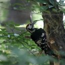 통큰딱따구리 이미지