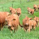 한우사육축사 이미지