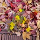 정읍문화원 이미지