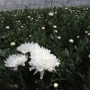 신마농장 이미지