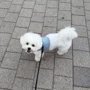 Dr.펫 | 🐶 드라이 스트레스 끝! 페페 DR-300 PRO 펫드라이기룸 사용 후기