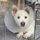 정산동물병원 | 11살 노견 강아지 혈변 설사 급성 장염 3박4일 입원 퇴원 치료 후기 (+김해 24시 동물병원)