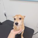 마루애견 이미지