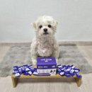 충열농장 | 강아지 눈영양제 추천 눈물자국 백내장 예방하는 벨라맥스 루테인