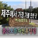 붉은오름자연휴양림 티스토리