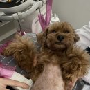 시니어 동물병원 이미지