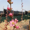 가오농장 이미지