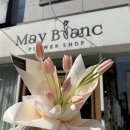 블랑-메이 이미지