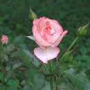 장미 공중화장실 이미지