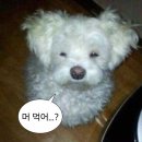 스노우라인캠핑빌리지 | [예산] 스노우라인캠핑빌리지 방문 후기ㅣ불 피우는 꿀팁 정리