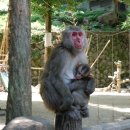 큐슈 오이타현 벳부에 위치한 야생원숭이들이 서식하는 타카사키 자연동물원에 다녀왔습니다^^ 이미지