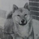 챠오챠오 이미지