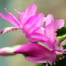 행복 빛으로부터 이미지