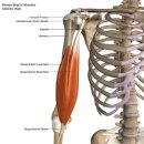 사파동274 | 사파동필라테스 라운드숄더 완화 후기!