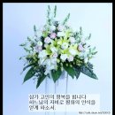 오딜리아 이미지