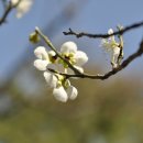 공원의 봄 나무꽃 살펴보기(매화,청매화,살구꽃,벚꽃,앵두꽃..) 이미지