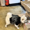 너를닮은케이크 | 대전강아지케이크 너를닮은케이크 대전강아지생일파티 강아지생일케이크로 딱이넹