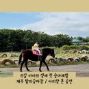 제주 탐라승마장 승마체험 아리랑 혼 공연 관람 후기 6살 아이와 함께한 제주도 여행