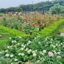 장미공원 이미지