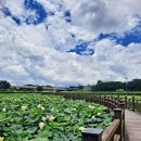 번암리 조천 연꽃공원2 이미지